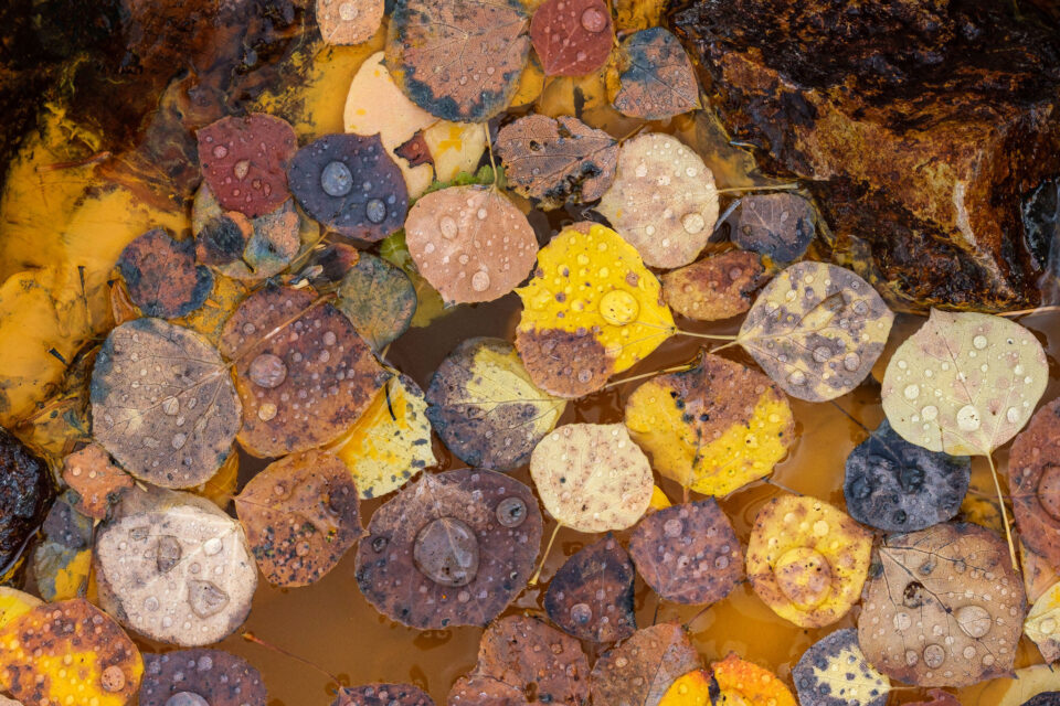 Hojas de álamo temblón con gotas de agua, capturadas con Fuji XF 90 mm f/2 R LM WR