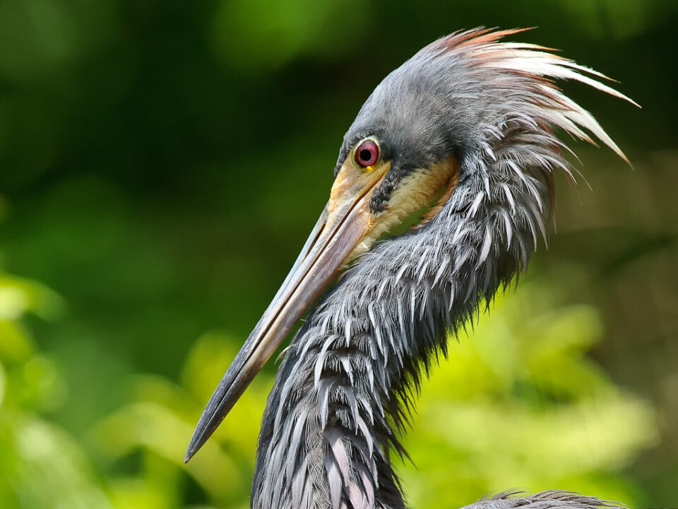 Cambio de tamaño completo Cambio de tamaño completo