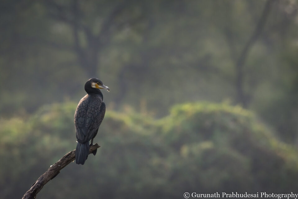 Gran cormorán