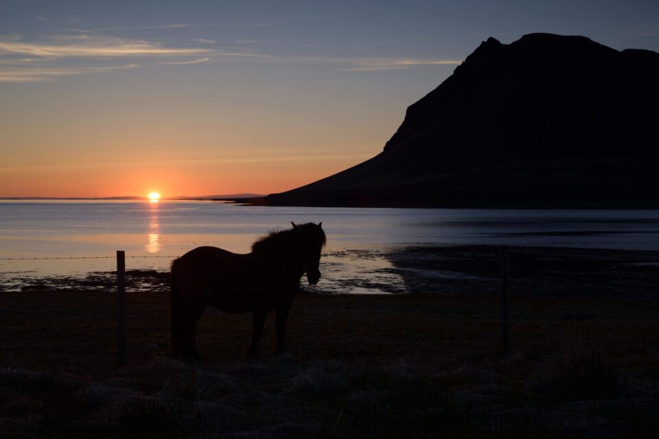 Esta foto de un caballo en Islandia es extremadamente oscura y necesita una importante recuperación de sombras.