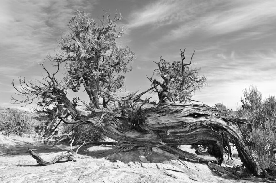 Muestra de imagen con filtro rojo Muestra de imagen con filtro rojo