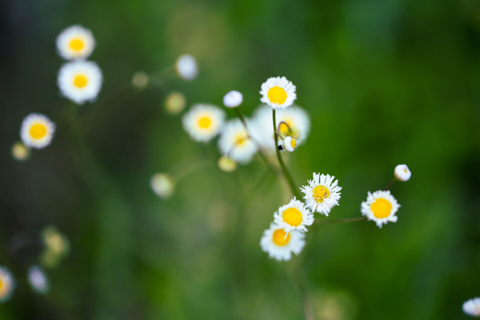 Irix 150mm macro foto de muestra flores