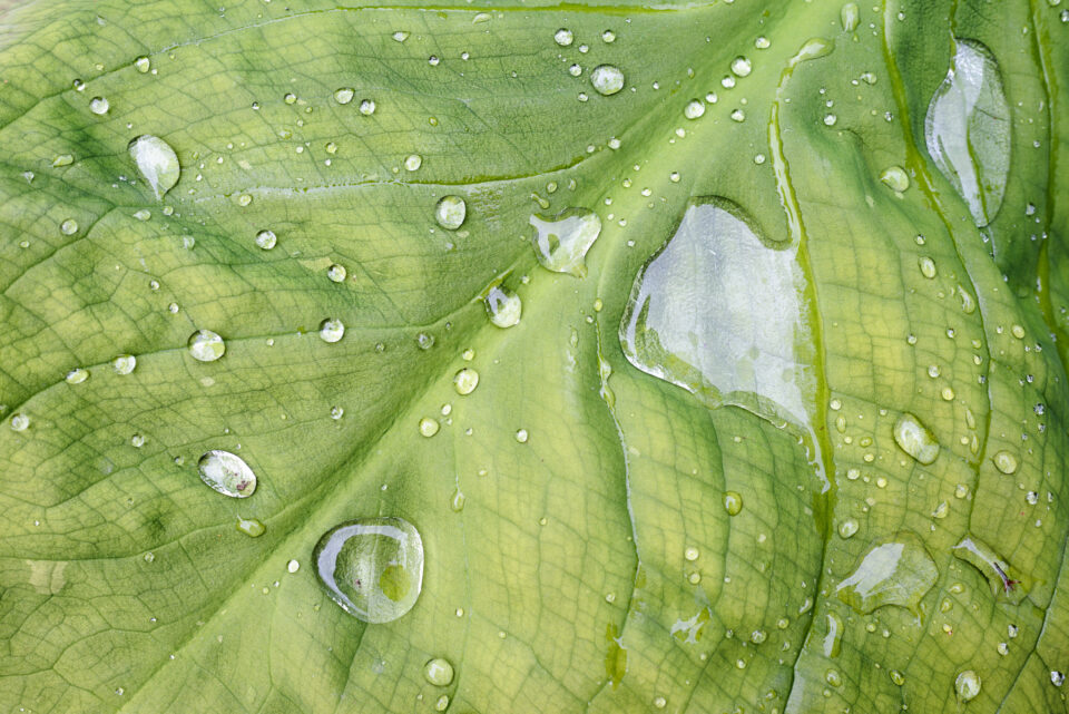Hoja de cerca con gotas de agua