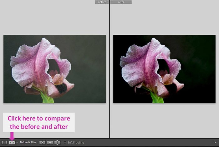 Una captura de pantalla que muestra cómo usar las sombras y los controles deslizantes negros de Lightroom para un mejor control: foto de antes y después de una flor rosa