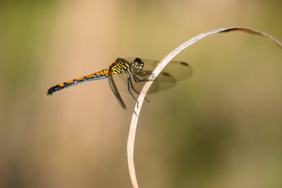 Foto macro de libélula con hermosa textura de fondo