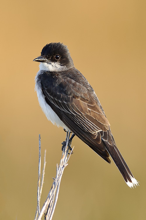 Muestra de imagen de Nikon 300mm f/2.8G