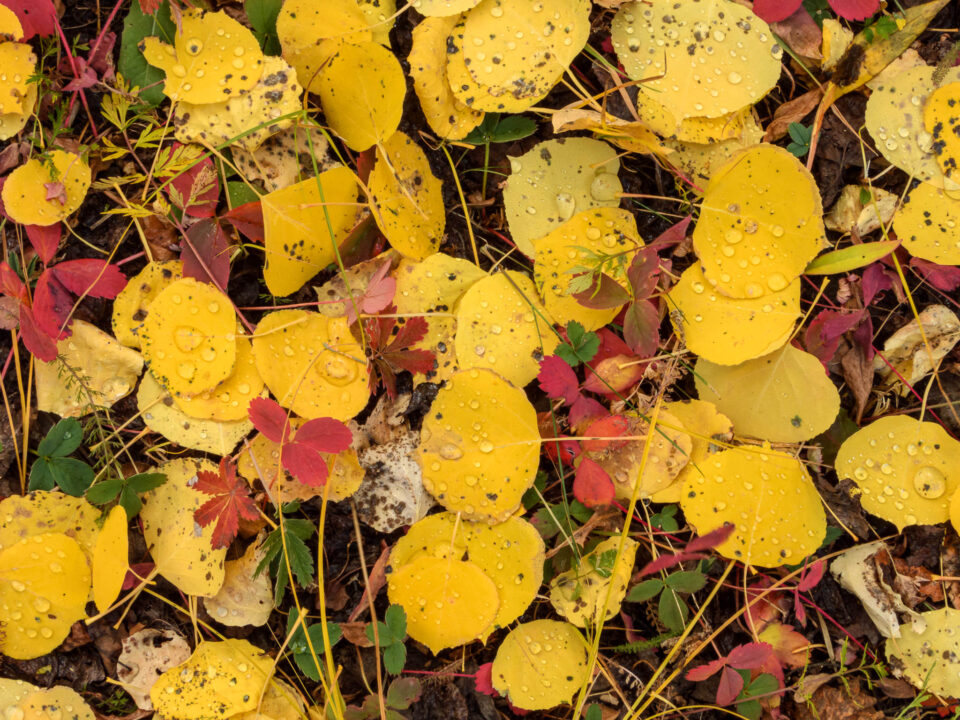 Muestra de imagen de Nikon Coolpix P1000 (5)