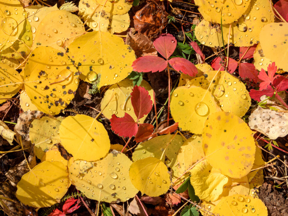 Muestra de imagen de Nikon Coolpix P1000 (6)