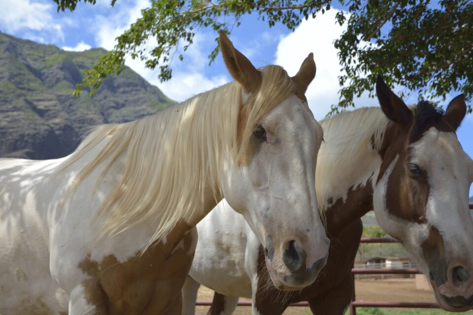 Nikon D5200 Imagen de muestra (4)