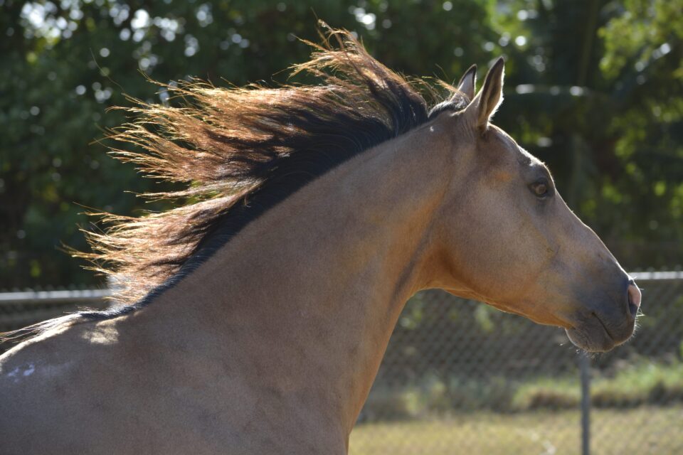 Muestra de imágenes de Nikon (2)