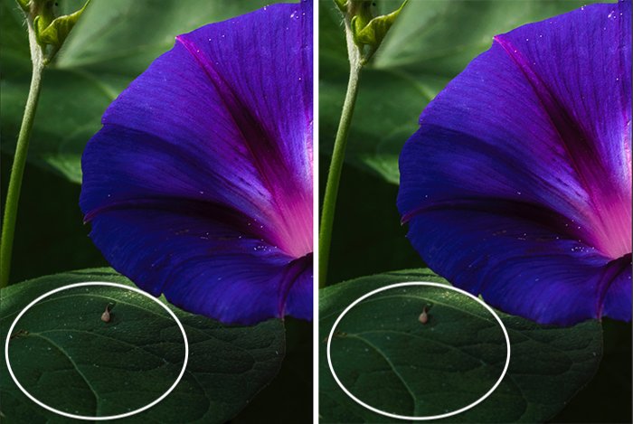 Imagen de comparación de flores y hojas con y sin herramienta de desenfoque en Photoshop