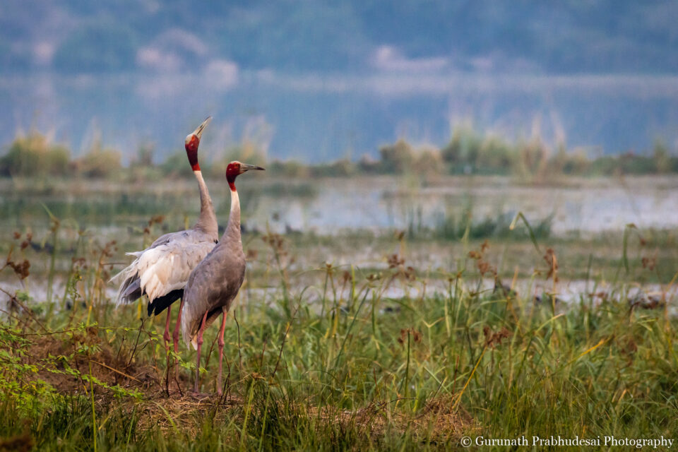 Par de grúas Sarus