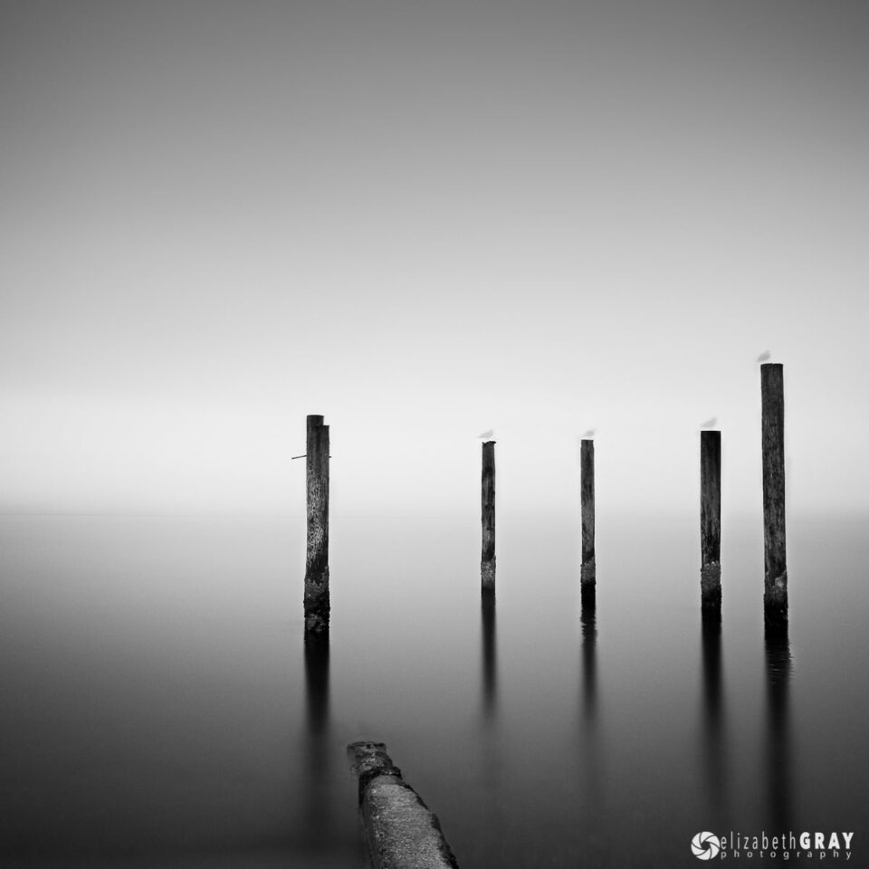 Fantasmas de gaviotas