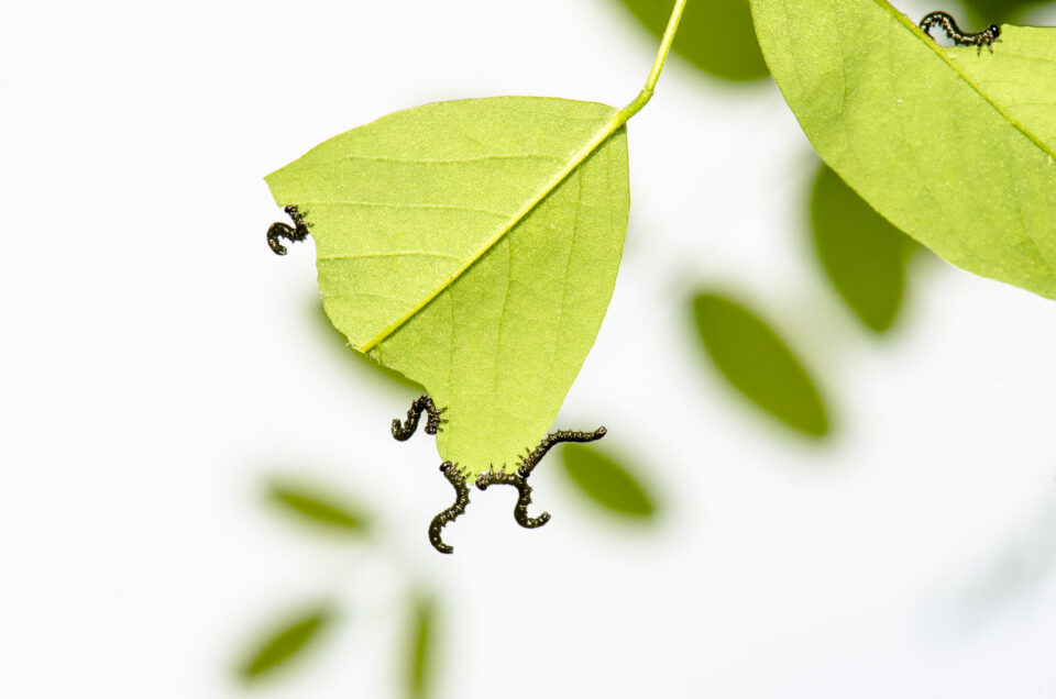 orugas bebé orugas bebé