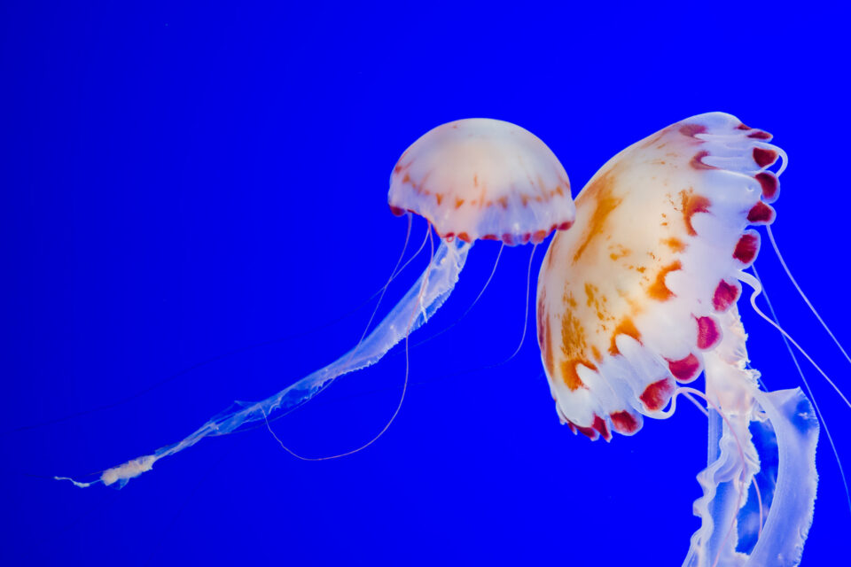 Foto con colores saturados