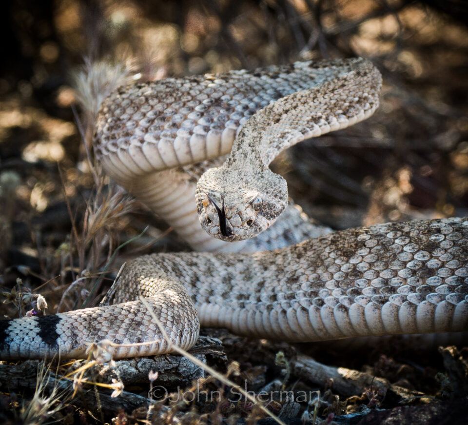 Verm-one-mal-eye-Dripping-Springs-8784