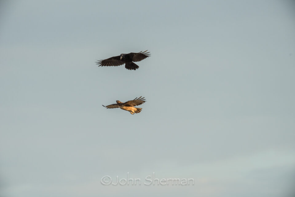 Verm-cuervo-y-cola-roja-Egnar-2229-2