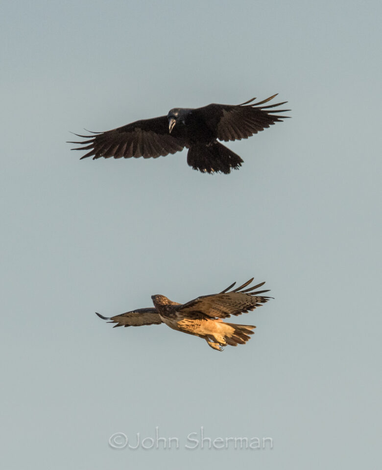 Verm-cuervo-y-cola-roja-Egnar-2229