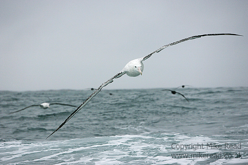 Albatros errante Diomedia exulans en vuelo sobre el mar Kaikoura Nueva Zelanda