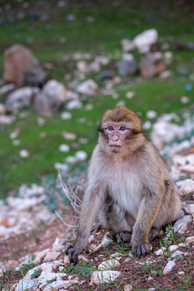 Mono salvaje en Marruecos