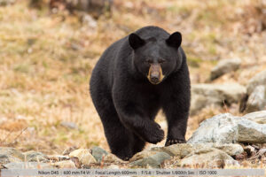 Oso negro acercándose