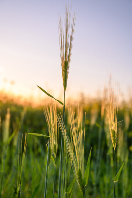 Z6_24-70mmf2.8_prueba_190530_004