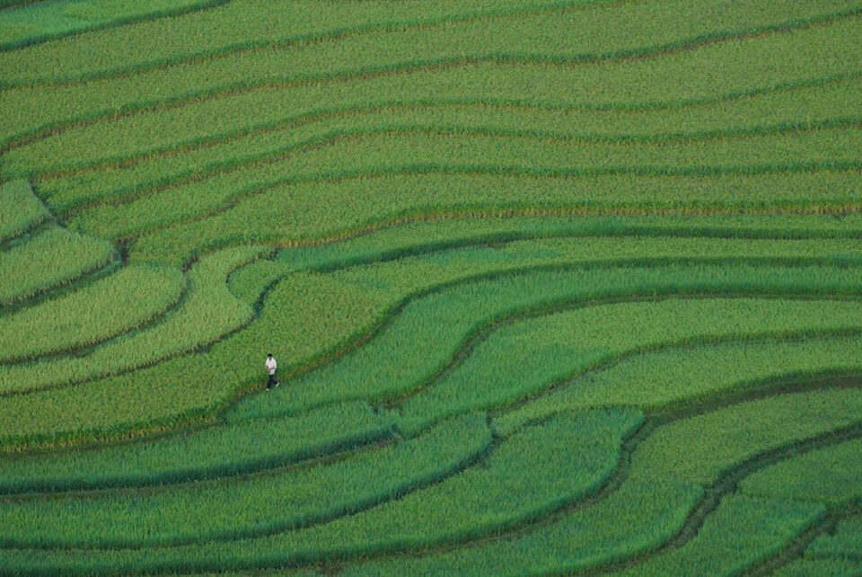 c-2-Bennett-Stevens_Zapatos blancos y arroz_Vietnam