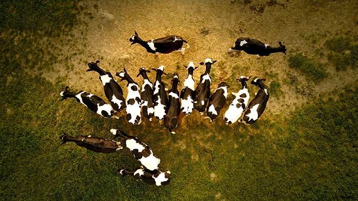 Una foto de dron de cabras agrupándose