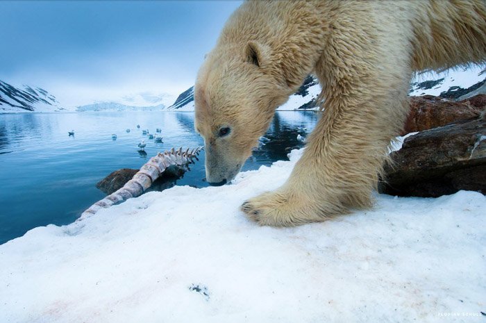 Fotografía de vida silvestre de Florian Schulz de un oso polar en el hielo.