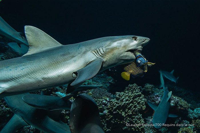 Fotografía submarina de Laurent Ballesta de un tiburón comiendo un pez.  Fotógrafos famosos para seguir en línea