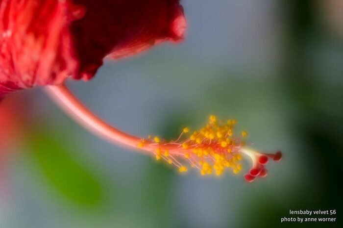 foto de una flor roja