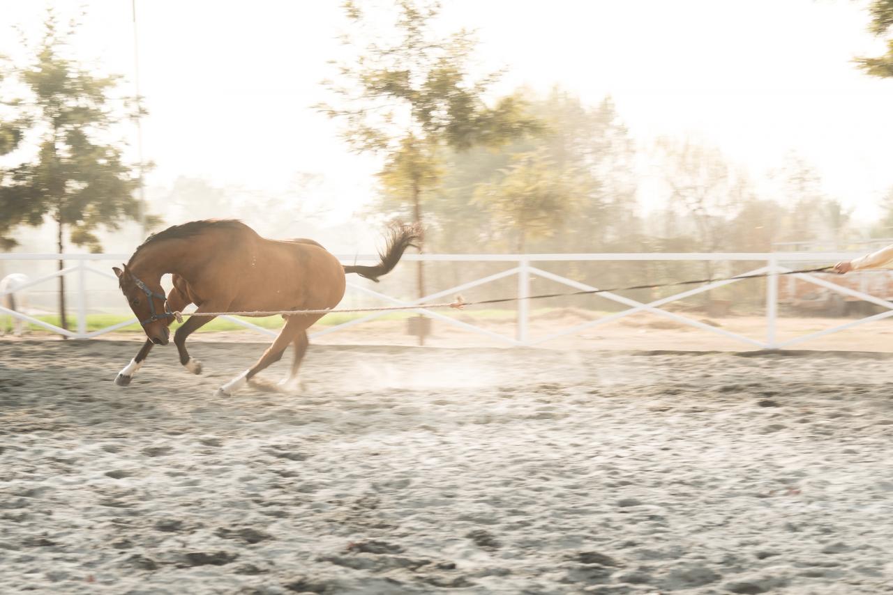 caballo