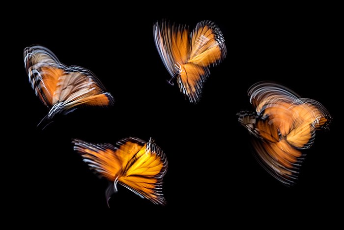 4 mariposas borrosas contra un fondo negro como ejemplo de fotografía impresionista