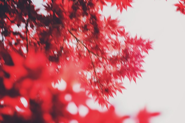 Fotografía impresionista borrosa de hojas rojas brillantes en un árbol