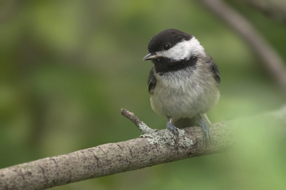 Procesado con aplicación de teléfono inteligente