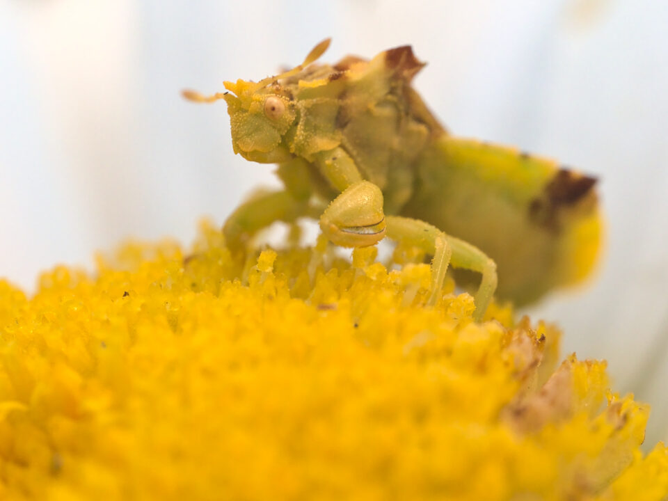 jpolak_2021_12_23_bback_macroCriatura