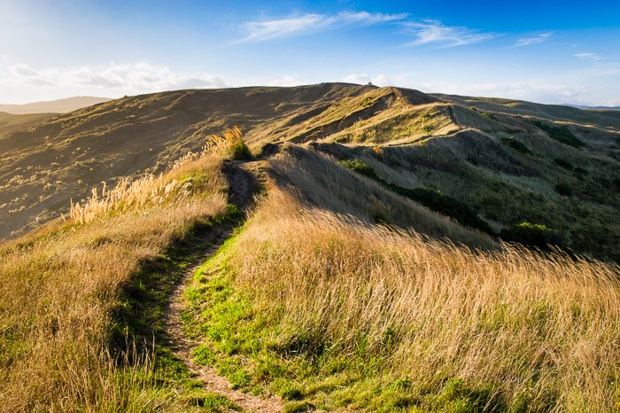 Un paisaje de hierba brillante en un día brillante que muestra líneas principales en la composición de fotografías de paisajes