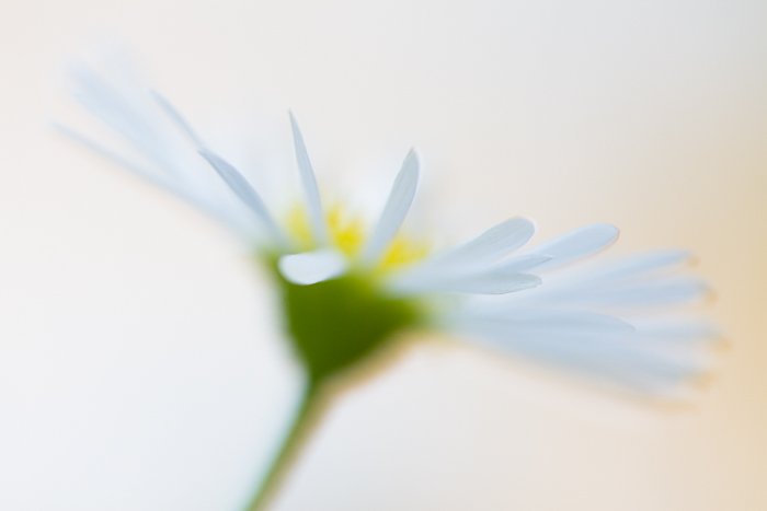 Fotografía macro borrosa de una flor blanca y amarilla - ejemplos de fotografía macro fotografía de una flor blanca y amarilla - ejemplos de fotografía macro