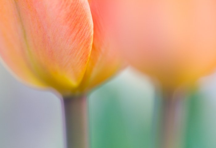Tiro macro borroso de tallos de tulipán
