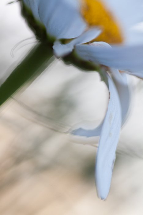 Fotografía macro borrosa de una flor blanca y amarilla - ejemplos de fotografía macro fotografía de una flor blanca y amarilla - ejemplos de fotografía macro