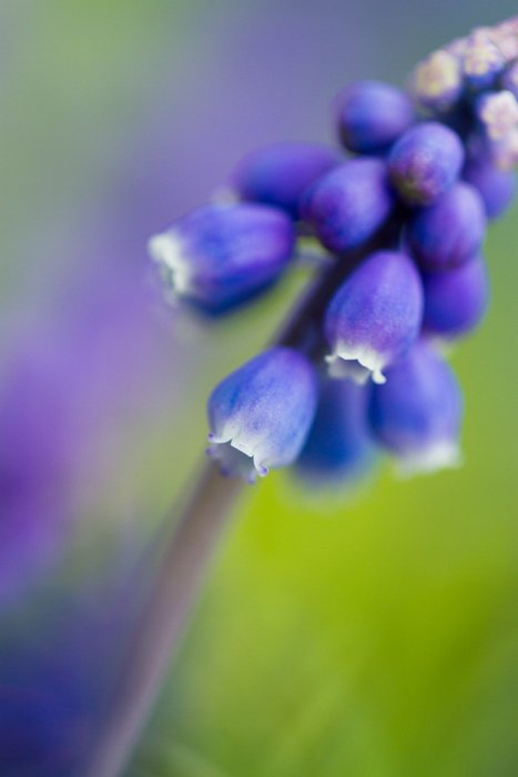 ejemplos de fotografía macro de una flor morada