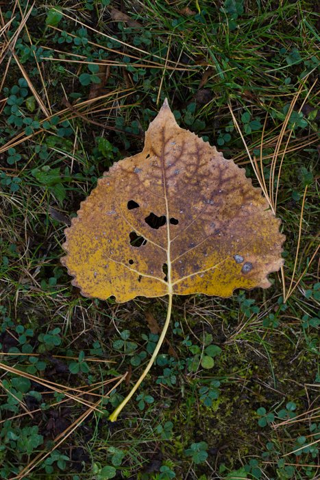 ejemplos de fotografía macro - hoja de otoño
