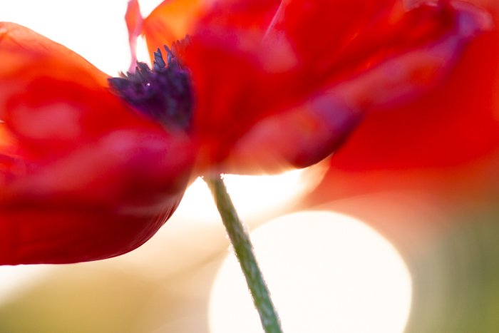 Tiro macro del centro de una flor roja