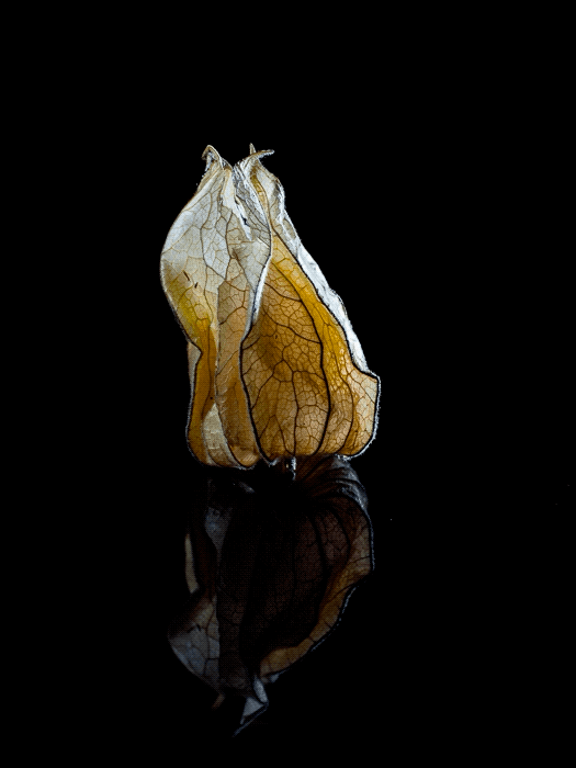Gif animado que muestra los efectos del control deslizante de control de textura de Lightroom en un primer plano de una flor