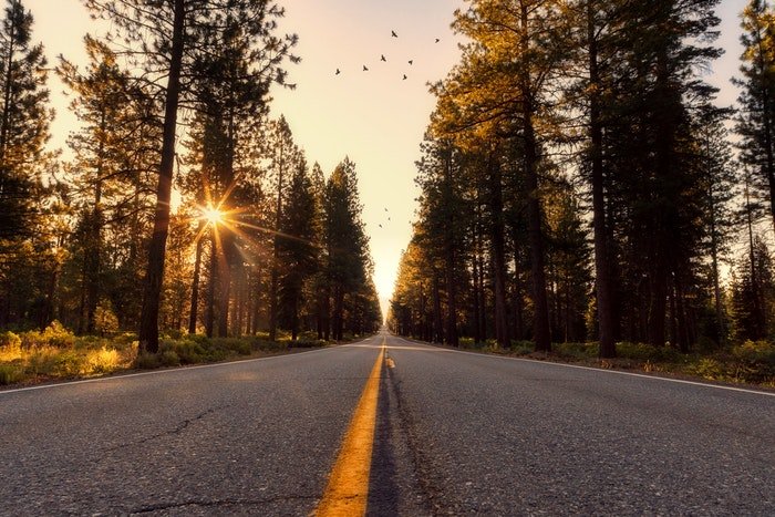 Foto de perspectiva baja de un camino en un bosque al atardecer