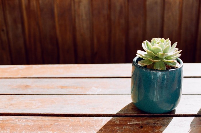 Foto de una planta en maceta sobre una mesa de madera