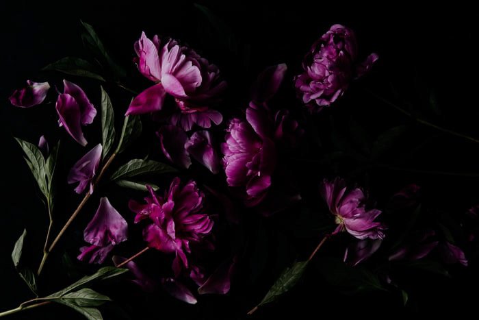 Impresión de fotografía de flores de color púrpura oscuro