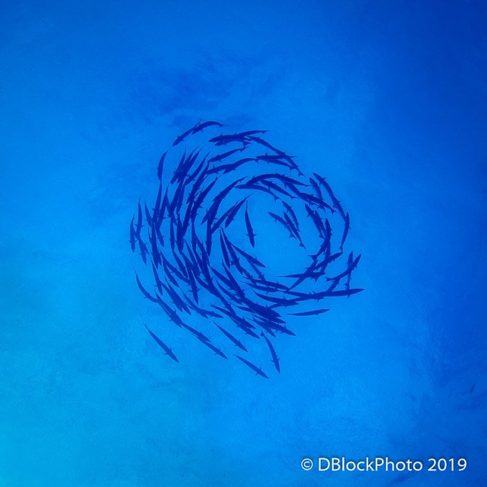 Imagen oceánica submarina atmosférica de un banco de peces nadando en círculo