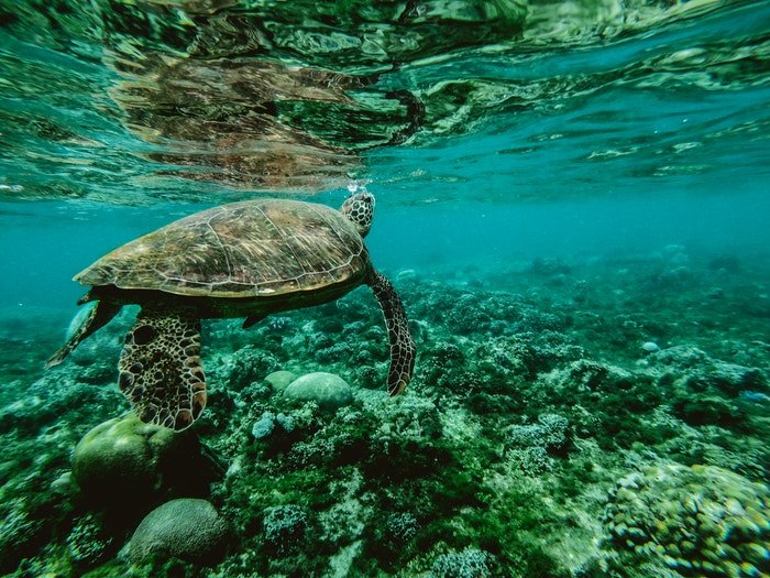 foto de una tortuga nadando en el mar
