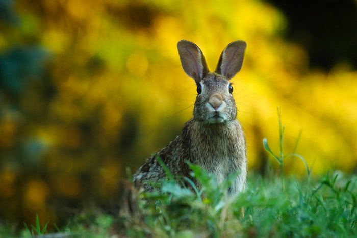 foto de primer plano de un conejo gris